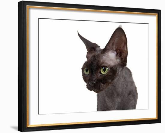 Devon Rex Cat-Fabio Petroni-Framed Photographic Print