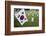 South Korean Flag Hanging at 2014 Memorial Day Event, Los Angeles National Cemetery, California, US-Joseph Sohm-Framed Photographic Print