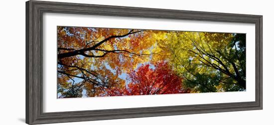 Colorful Trees in Fall, Autumn, Low Angle View-null-Framed Photographic Print