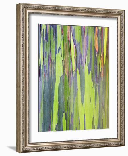 Rainbow Eucalyptus Trunk Near Hana, Maui, Hawaii, Usa-Rob Tilley-Framed Photographic Print