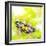 Butterfly. Parantica Aspasia (Yellow Glassy Tiger) Feeding On Flower-szefei-Framed Photographic Print