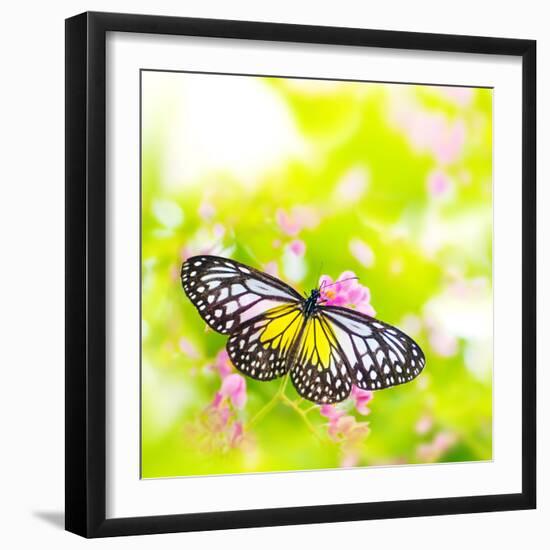 Butterfly. Parantica Aspasia (Yellow Glassy Tiger) Feeding On Flower-szefei-Framed Photographic Print