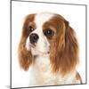 Cavalier King Charles Spaniel Dog-Lilun-Mounted Photographic Print