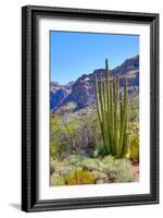 Organ Pipe Cactus National Monument-Anton Foltin-Framed Photographic Print