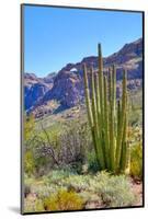 Organ Pipe Cactus National Monument-Anton Foltin-Mounted Photographic Print