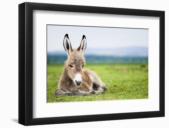 Young Baby Donkey-miskokordic-Framed Photographic Print