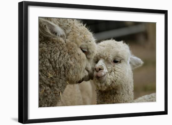 Alpaca Mother and Daughter-ozflash-Framed Photographic Print