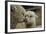 Alpaca Mother and Daughter-ozflash-Framed Photographic Print