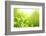 Green Tea Bud and Leaves.Shallow Dof.-Liang Zhang-Framed Photographic Print