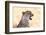 Cheetah N the Masai Mara Reserve in Kenya Africa-OSTILL-Framed Photographic Print