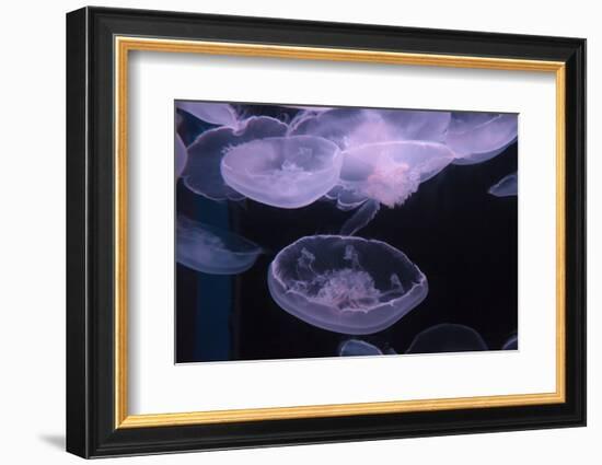 Moon Jellyfish, Aurelia Aurita-steffstarr-Framed Photographic Print