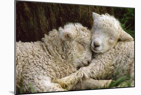 Tukidale Sheep Lambs, Raised for Carpet Wool-null-Mounted Photographic Print