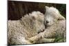 Tukidale Sheep Lambs, Raised for Carpet Wool-null-Mounted Photographic Print