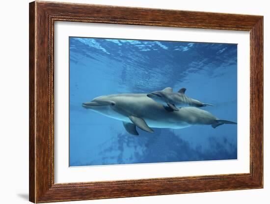 Calf Dolphin-Augusto Leandro Stanzani-Framed Photographic Print