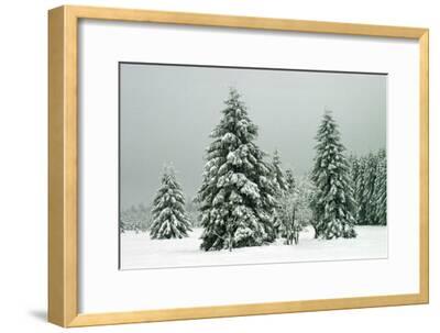 Norway Spruce in Heavy Snow Photographic Print by | Art.com