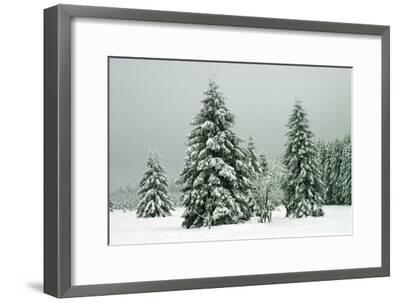 Norway Spruce in Heavy Snow Photographic Print by | Art.com