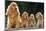 Cocker Spaniel Dogs, Adult and Puppies Sitting in a Row-null-Mounted Photographic Print