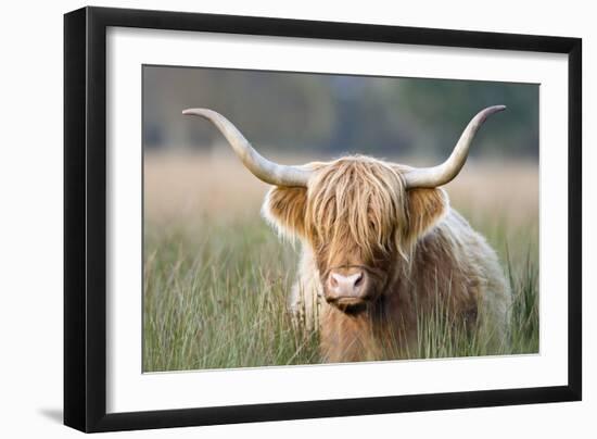 Highland Cattle-null-Framed Photographic Print