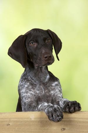 Photographic Print, , small