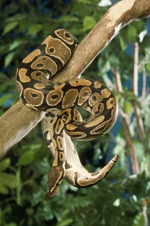 Photographic Print, , small