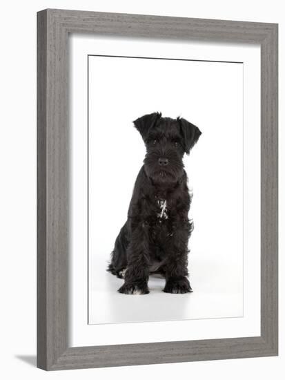 Miniature Schnauzer 10 Week Old Puppy Sitting Down-null-Framed Photographic Print