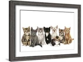 Kittens Line-Up-null-Framed Photographic Print