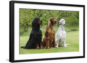 Irish Setter Sitting Between Gordon Setter-null-Framed Photographic Print