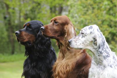 Photographic Print, , small