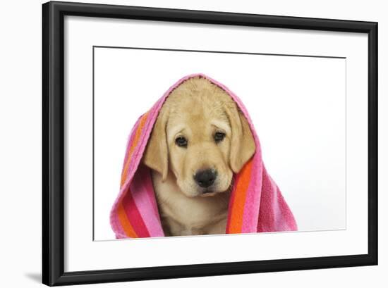 Labrador (8 Week Old Pup) with Towel-null-Framed Photographic Print