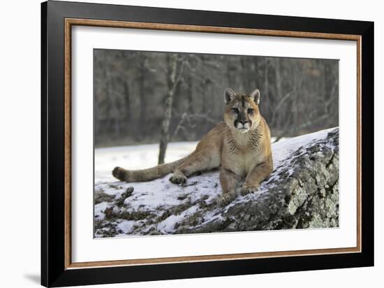 Puma-null-Framed Photographic Print