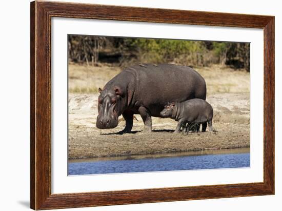 Hippo Mother with Young One-null-Framed Photographic Print