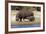 Hippo Mother with Young One-null-Framed Photographic Print