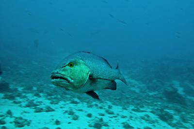 Photographic Print, , small