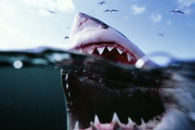 Photographic Print, , small