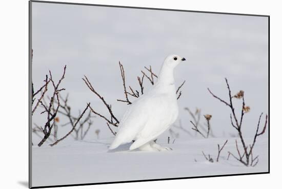 White-Tailed Ptarmigan Male in Snow-null-Mounted Photographic Print