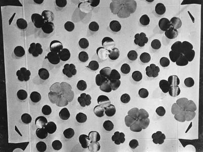 Photographic Print, , small