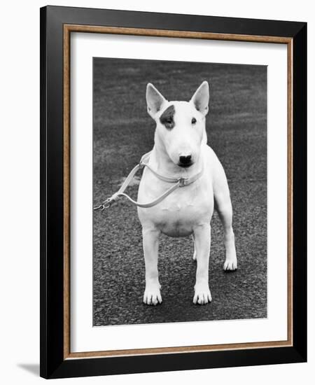 Champion Abraxas Audacity Crufts, Best in Show, 1972-Thomas Fall-Framed Photographic Print