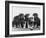 Group of Alsatian Puppies-Thomas Fall-Framed Photographic Print