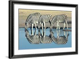 Burchells Zebra (Equus Burchelli) Drinking at Waterhole, Etosha, Namibia-Digital Vision.-Framed Photographic Print