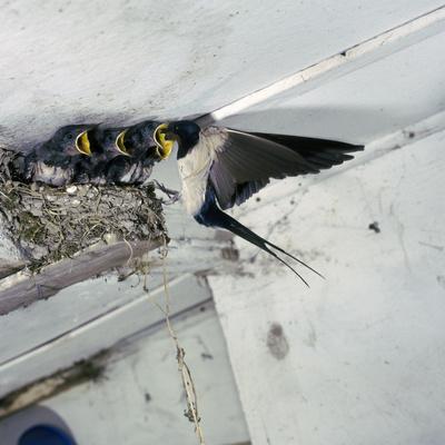 Photographic Print, , small