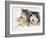 Two Alaskan Malamute Dogs, USA-Lynn M. Stone-Framed Photographic Print