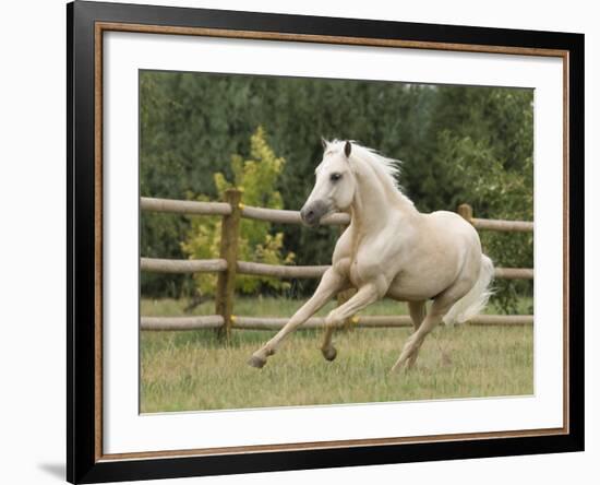 Palomino Welsh Pony Stallion Galloping in Paddock, Fort Collins, Colorado, USA-Carol Walker-Framed Photographic Print