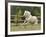 Palomino Welsh Pony Stallion Galloping in Paddock, Fort Collins, Colorado, USA-Carol Walker-Framed Photographic Print