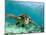 Sea Turtle, Swimming Underwater, Nosy Be, North Madagascar-Inaki Relanzon-Mounted Photographic Print