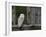 Barn Owl, in Old Farm Building Window, Scotland, UK Cairngorms National Park-Pete Cairns-Framed Photographic Print