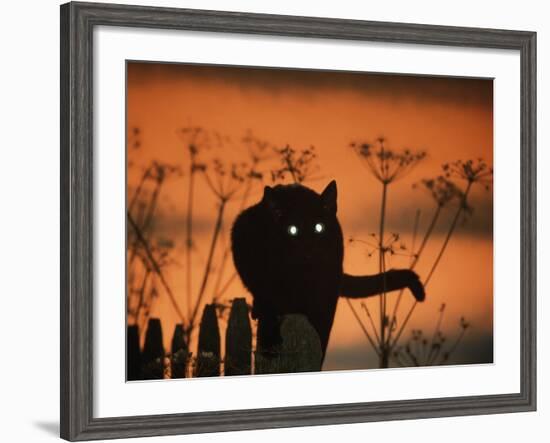 Black Domestic Cat Silhouetted Against Sunset Sky, Eyes Reflecting the Light, UK-Jane Burton-Framed Photographic Print