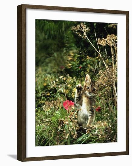 Domestic Cat Kitten in Flower Field-Jane Burton-Framed Photographic Print