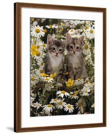 Burmese-cross kittens among meadow flowers photo - WP09237