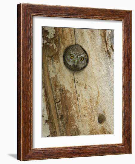 Northern Pygmy Owl, Adult Looking out of Nest Hole in Sycamore Tree, Arizona, USA-Rolf Nussbaumer-Framed Photographic Print