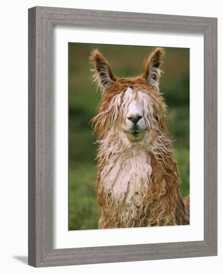 Alpaca Portrait, Altiplano, Bolivia-Pete Oxford-Framed Photographic Print